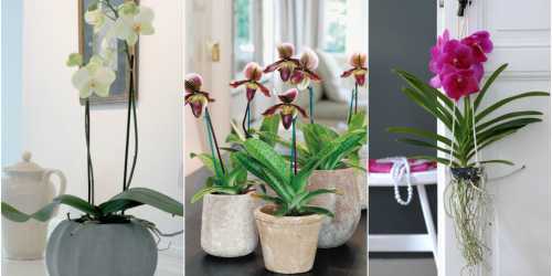 Как правильно ухаживать за орхидеей, осуществляем