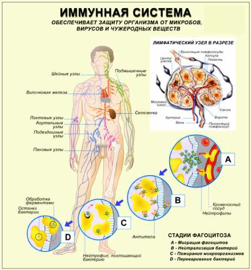 Иммунная система организма