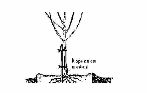 Посадка и уход за сливой, прививка слив, обрезка,