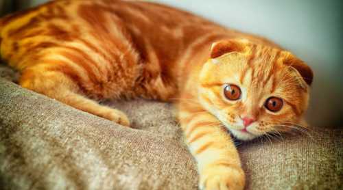 К чему снится рыжий котёнок: толкование сна про
