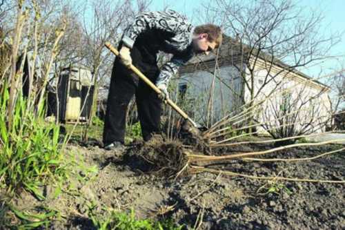 Работы на садовом участке в феврале