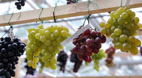 Особенности сортов винограда для средней полосы