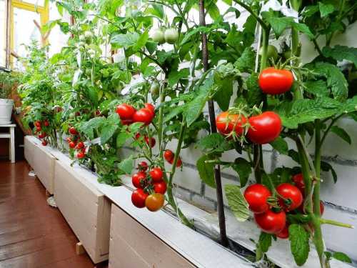Начинатьрастить томаты в открытом грунте только тогда, когда он прогреется до