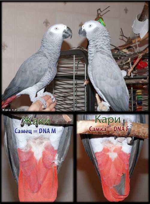 Как определить пол попугая корелла, неразлучника, волнистого, жако
