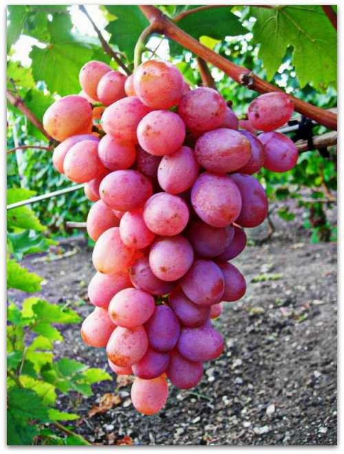 Особенности сорта винограда Гурман: фото,