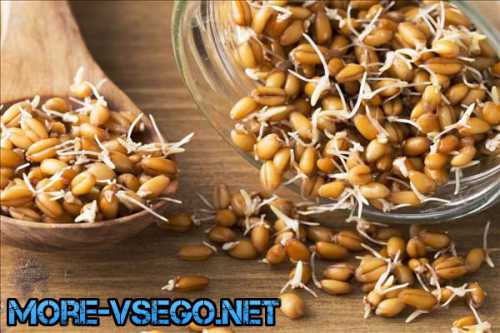 Как принимать пророщенные зерна пшеницы беременным женщинам нужно остановиться на ежедневном количестве г