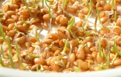 Рецептами блюд с добавлением пророщенной пшеницы делится клиника здорового питания