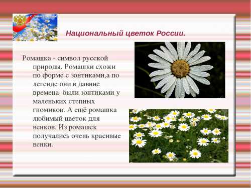 Цветы для них это практически неотъемлемая часть презента