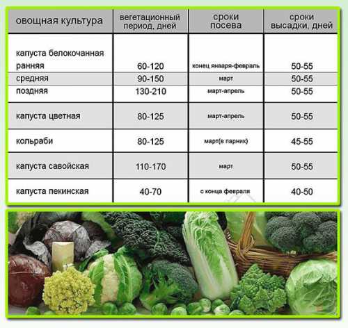 В зависимости от сорта сроки посева будут немного отличаться